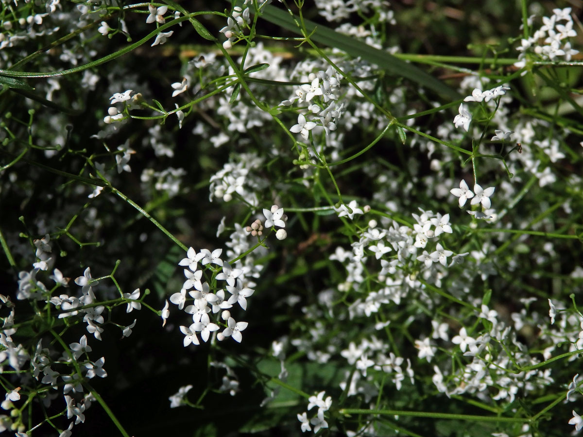 Svízel moravský (Galium valdepilosum Heinr. Braun)