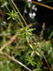 Svízel moravský (Galium valdepilosum Heinr. Braun)