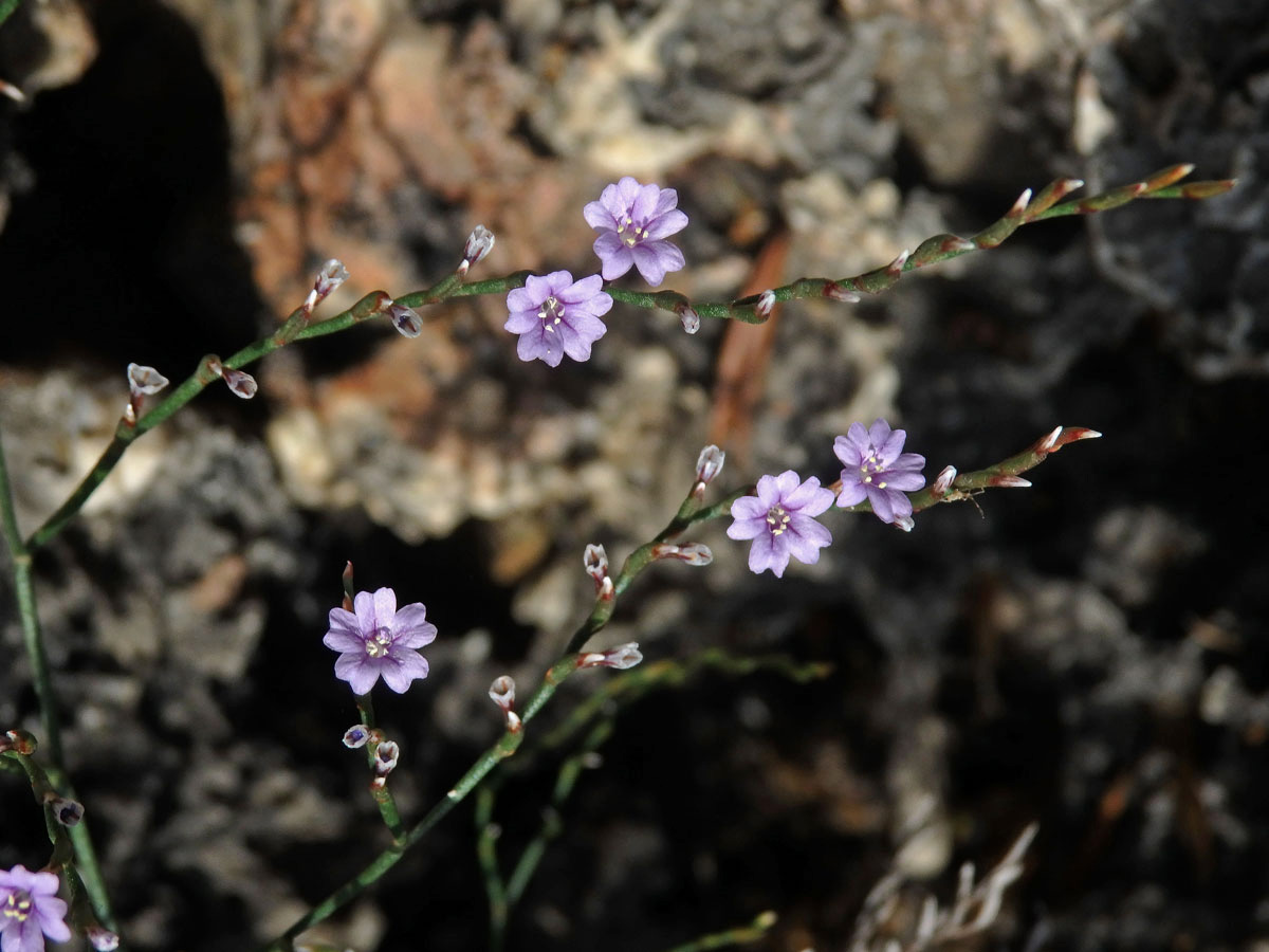 Limonka (Limonium oleifolium Mill.)