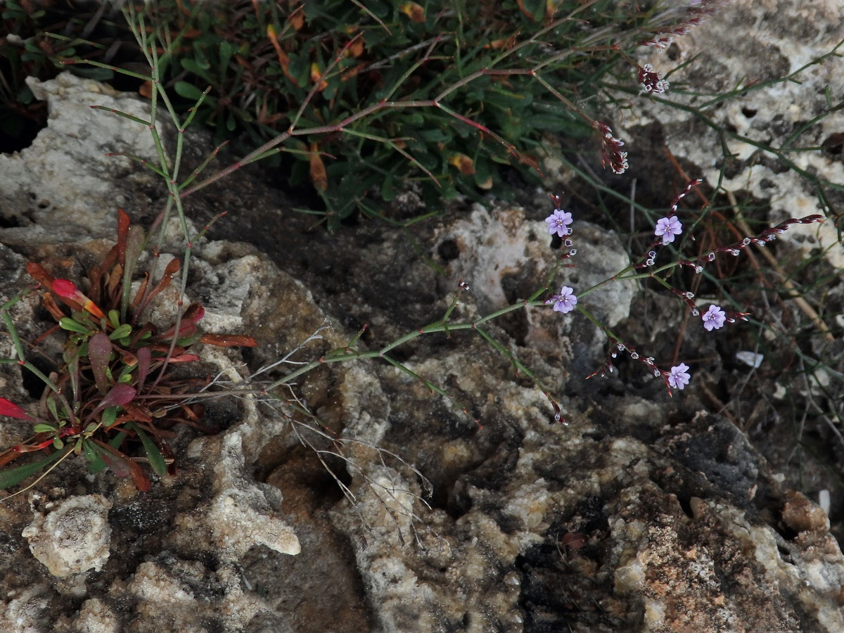 Limonka (Limonium oleifolium Mill.)