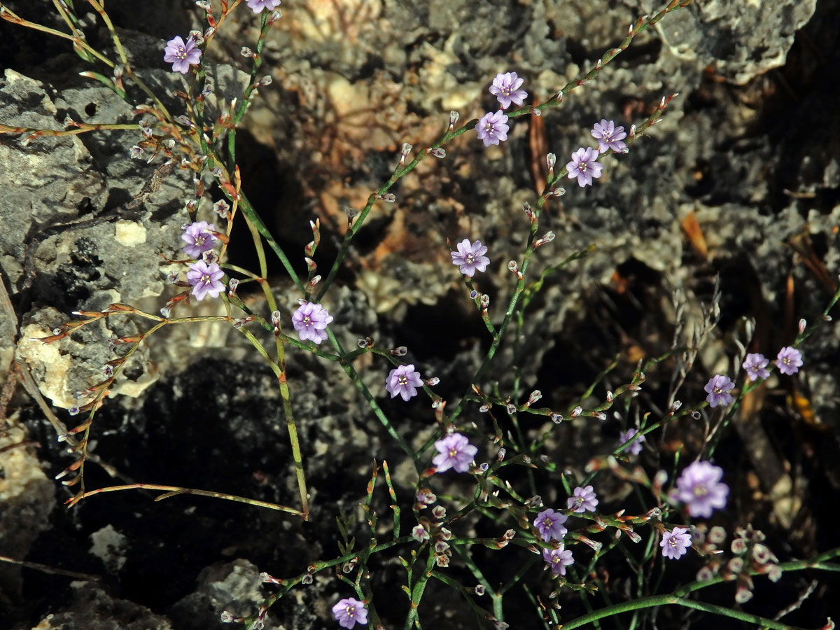 Limonka (Limonium oleifolium Mill.)