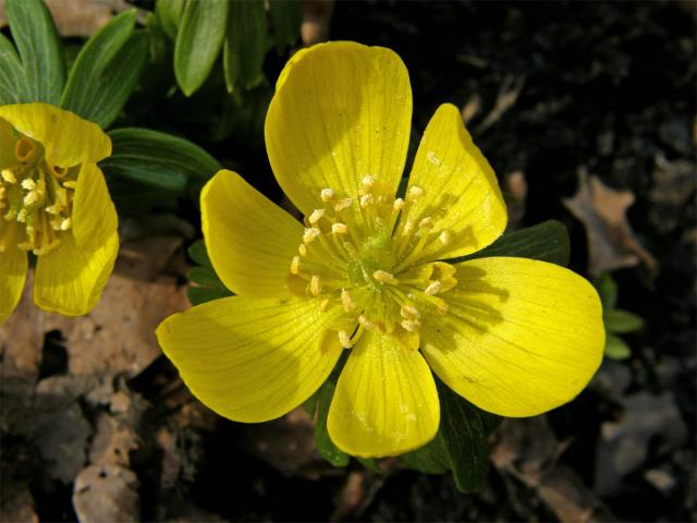 Talovín zimní (Eranthis hyemalis (L.) Salisb.)