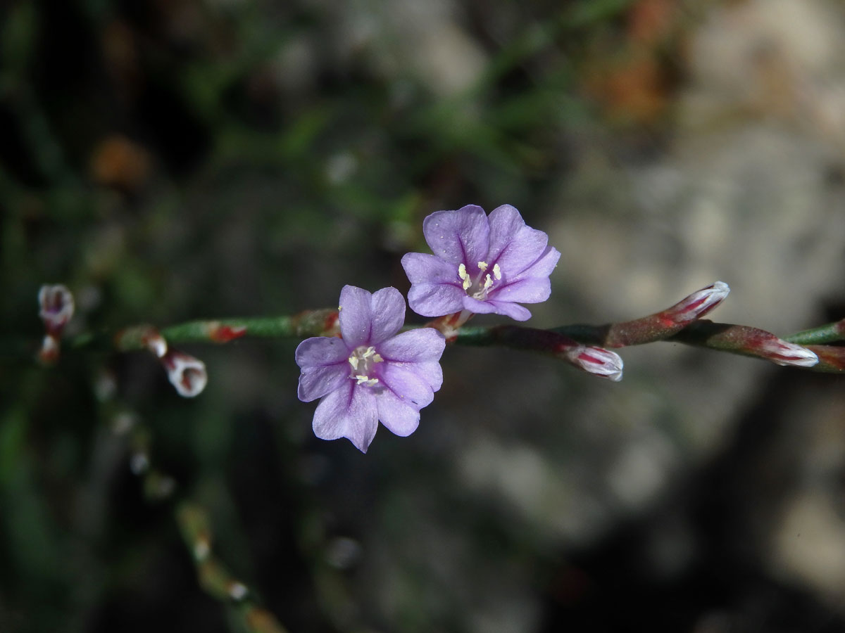 Limonka (Limonium oleifolium Mill.)