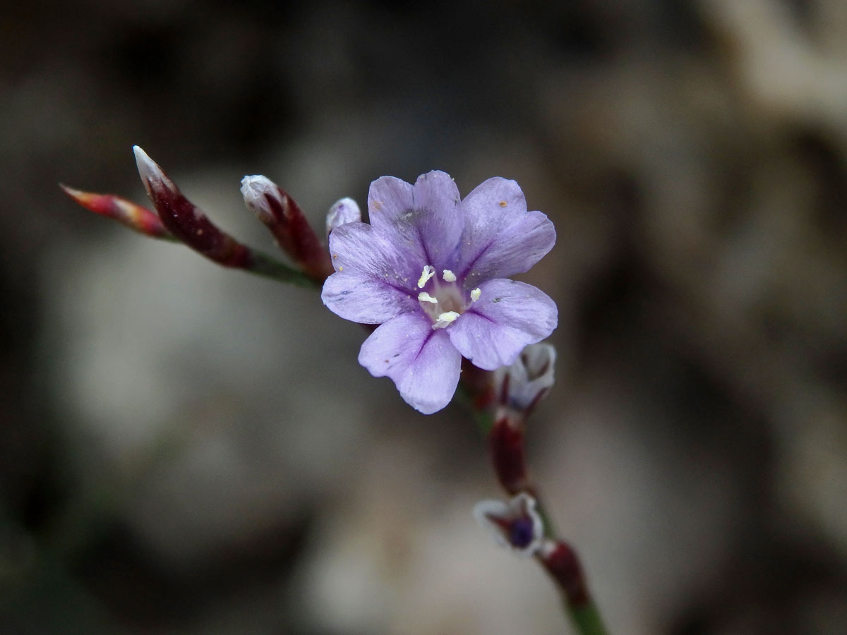 Limonka (Limonium oleifolium Mill.)