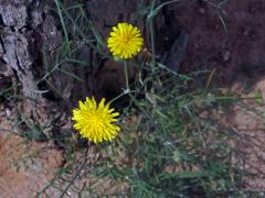 Mléč (Sonchus tenerrimus L.)   