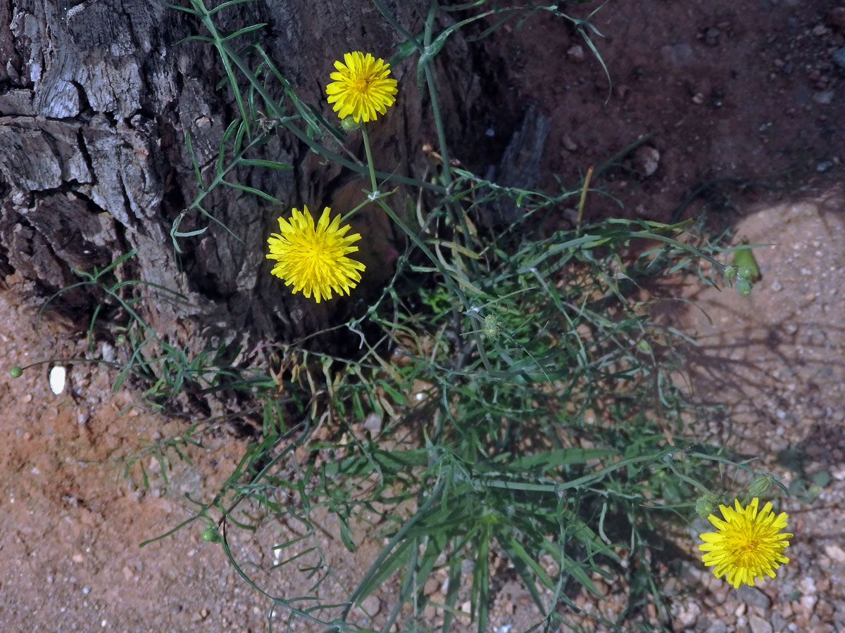 Mléč (Sonchus tenerrimus L.)