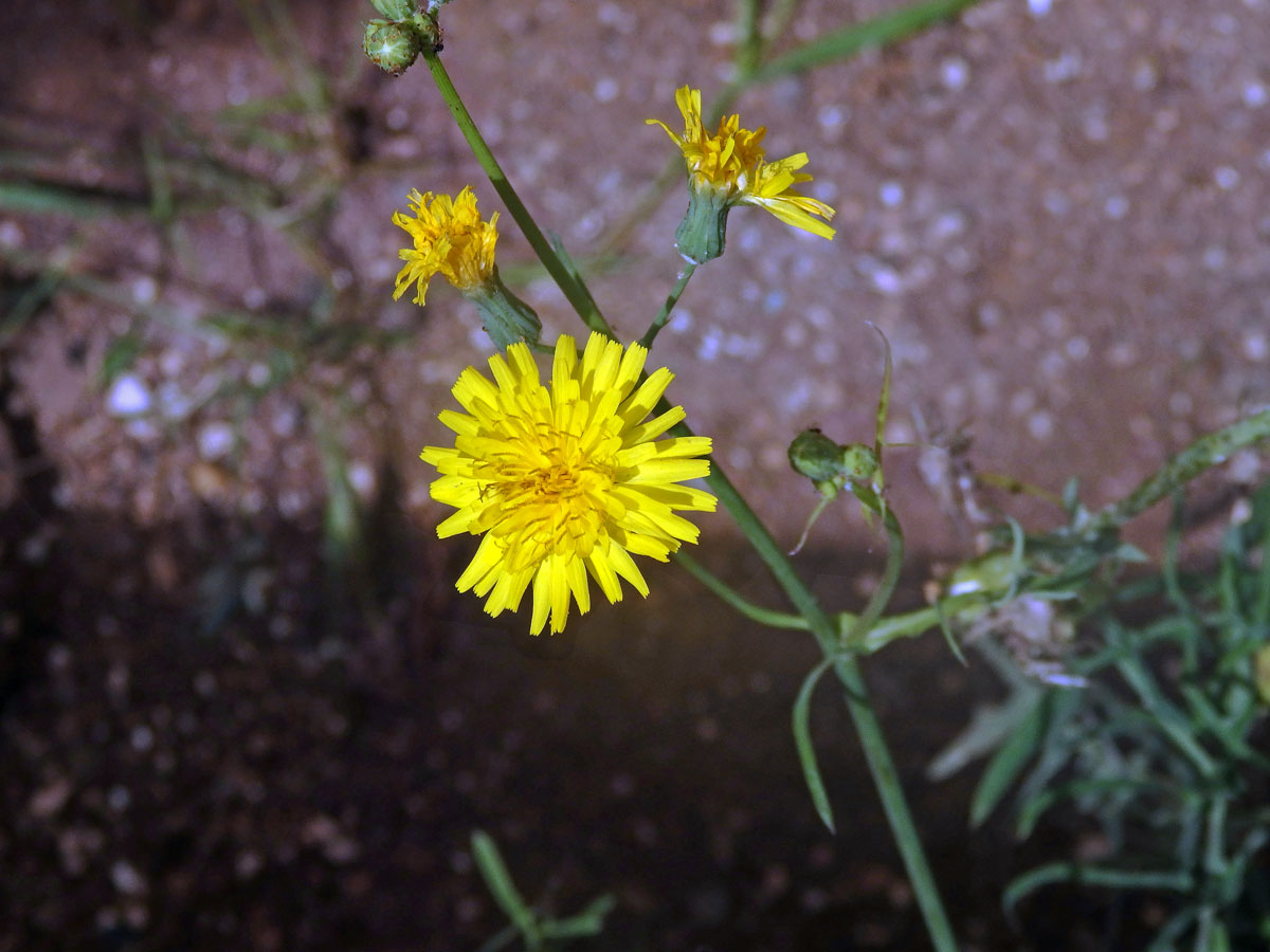 Mléč (Sonchus tenerrimus L.)