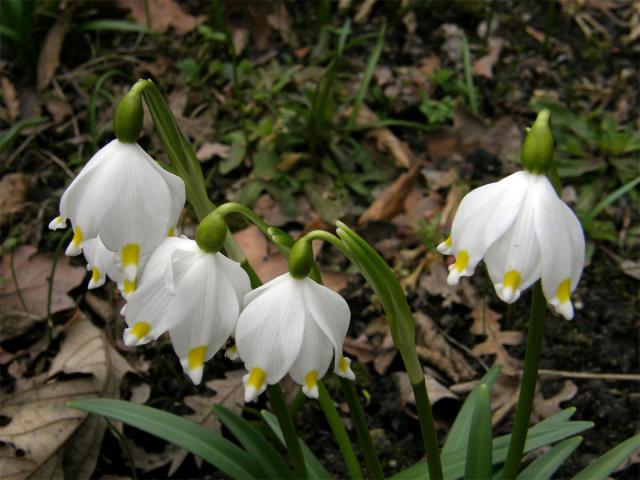 Bledule jarní (Leucojum vernum L.)