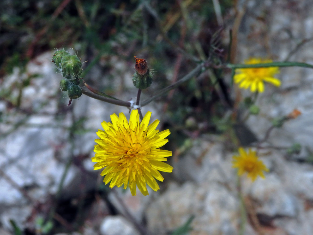 Mléč (Sonchus tenerrimus L.)