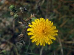 Mléč (Sonchus tenerrimus L.)