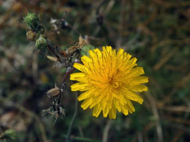 Mléč (Sonchus tenerrimus L.)