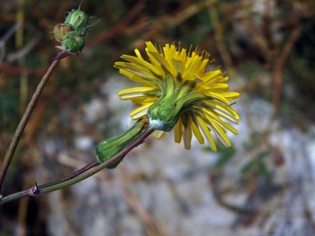 Mléč (Sonchus tenerrimus L.)