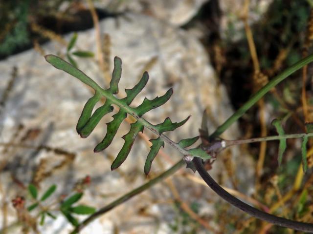 Mléč (Sonchus tenerrimus L.)