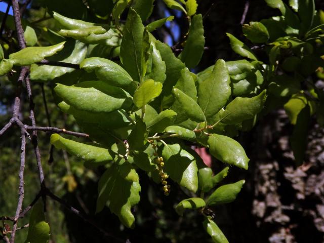 Dub korkový (Quercus suber L.)