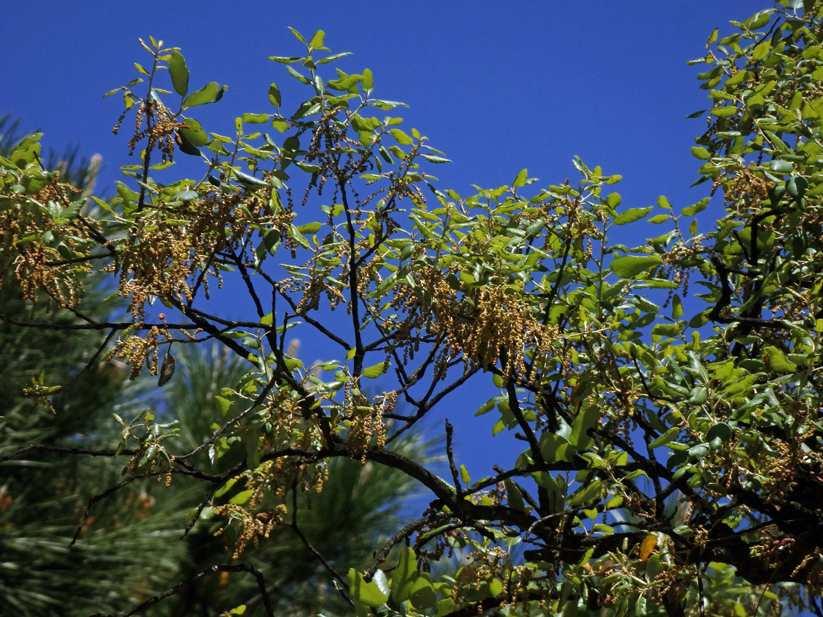 Dub korkový (Quercus suber L.)