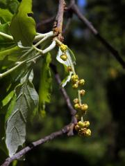 Dub korkový (Quercus suber L.)