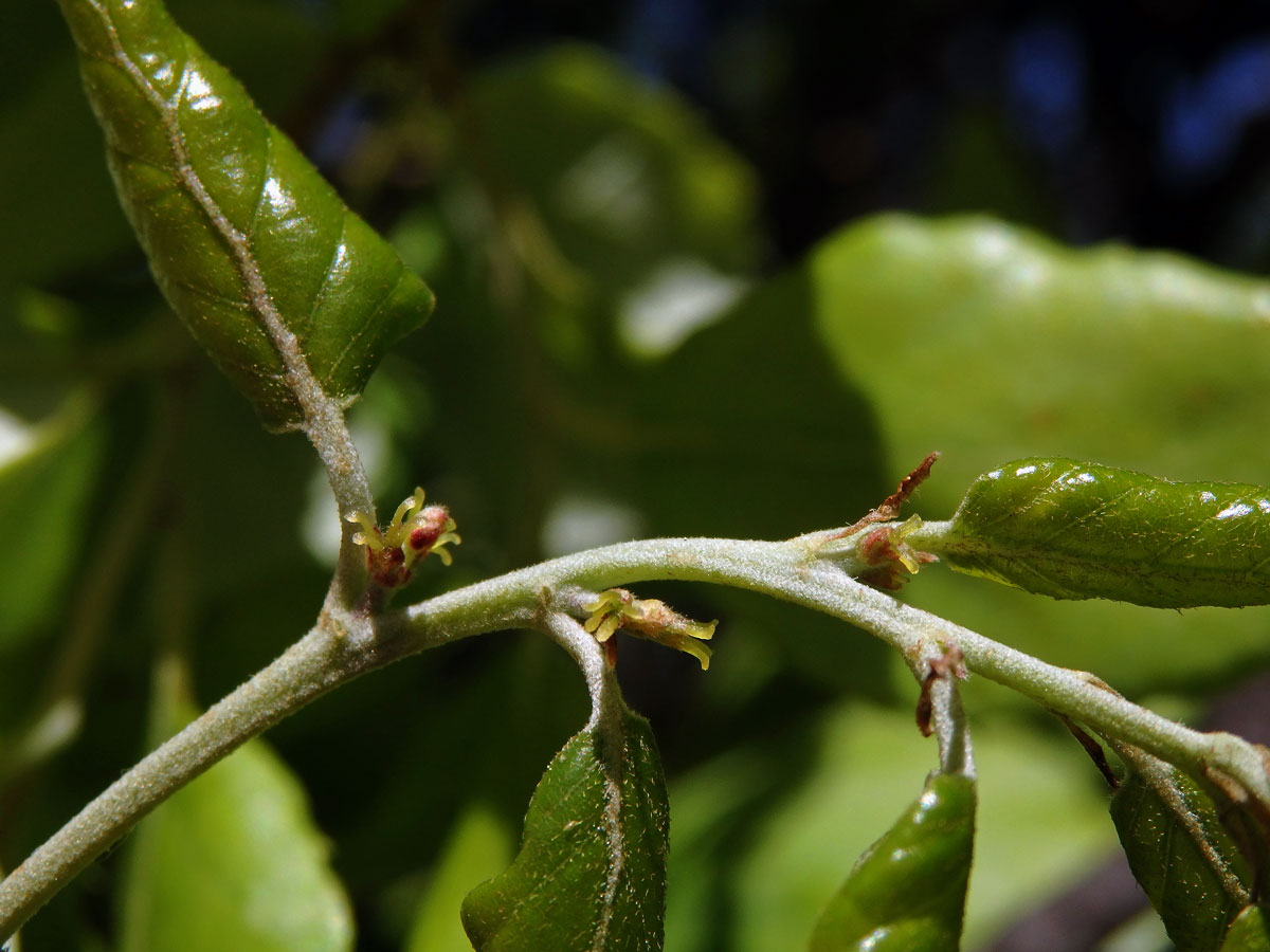 Dub korkový (Quercus suber L.)