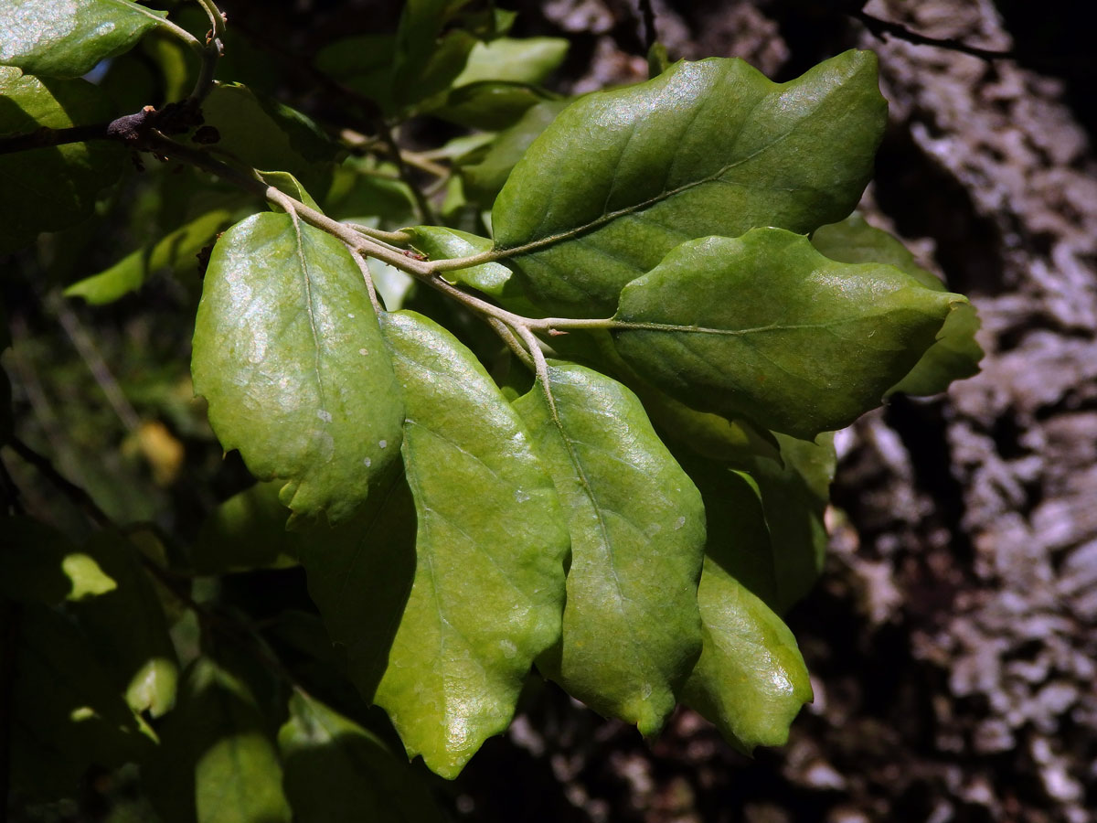 Dub korkový (Quercus suber L.)