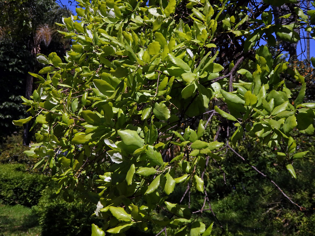 Dub korkový (Quercus suber L.)