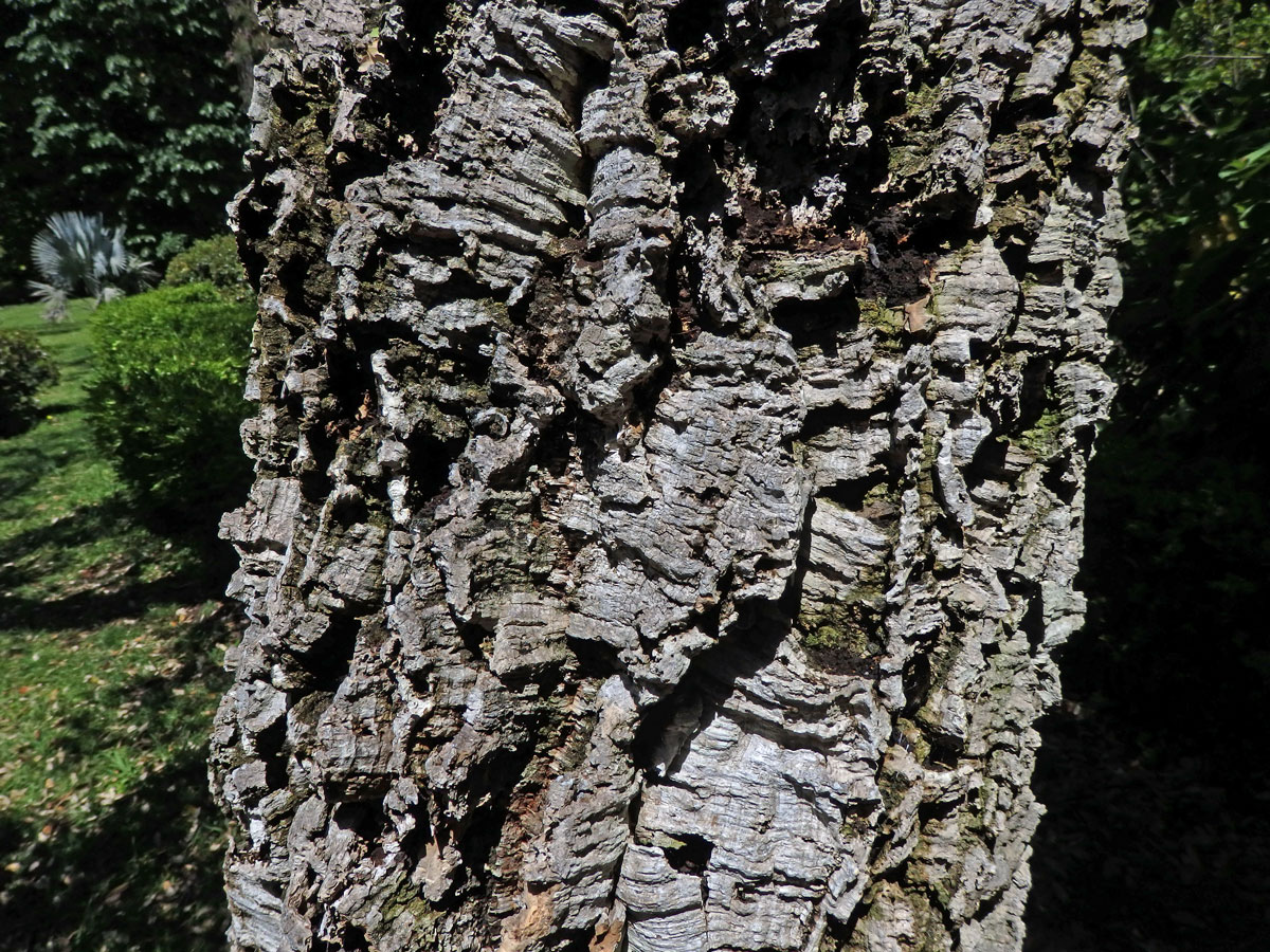 Dub korkový (Quercus suber L.)