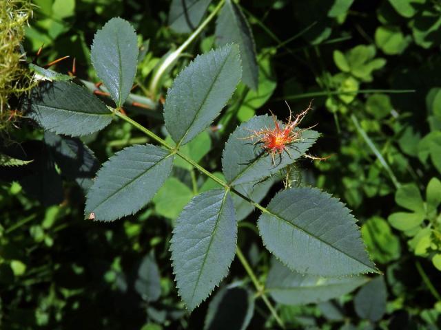 Hálky žlabatky růžové (Diplolepis rosae)