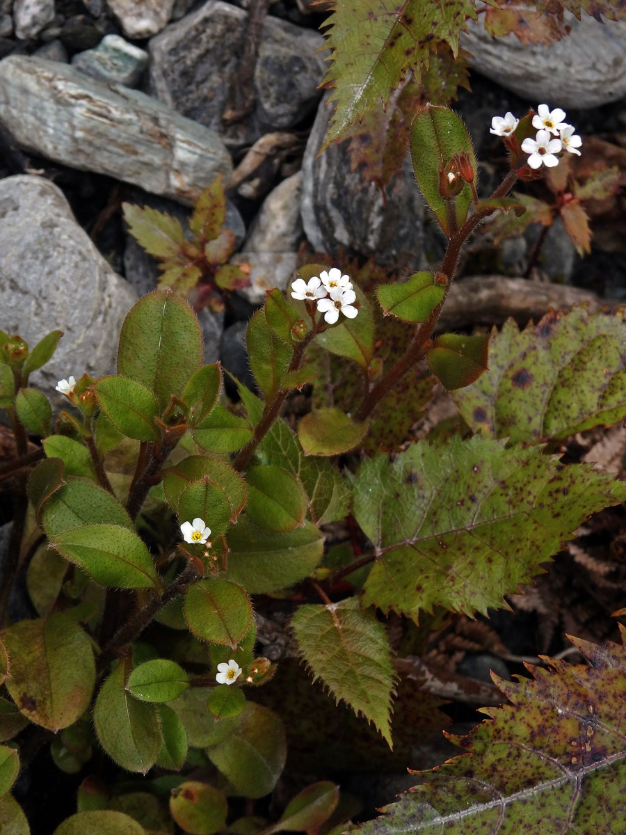 Pomněnka (Myosotis australis R. Br.)