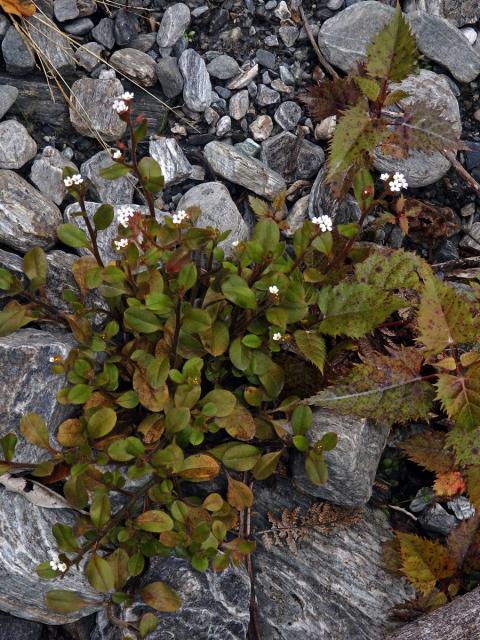 Pomněnka (Myosotis australis R. Br.)