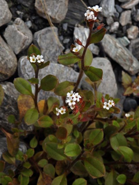 Pomněnka (Myosotis australis R. Br.)