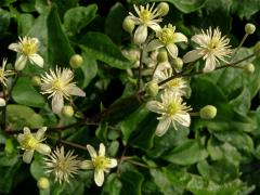 Plamének plotní (Clematis vitalba L.)