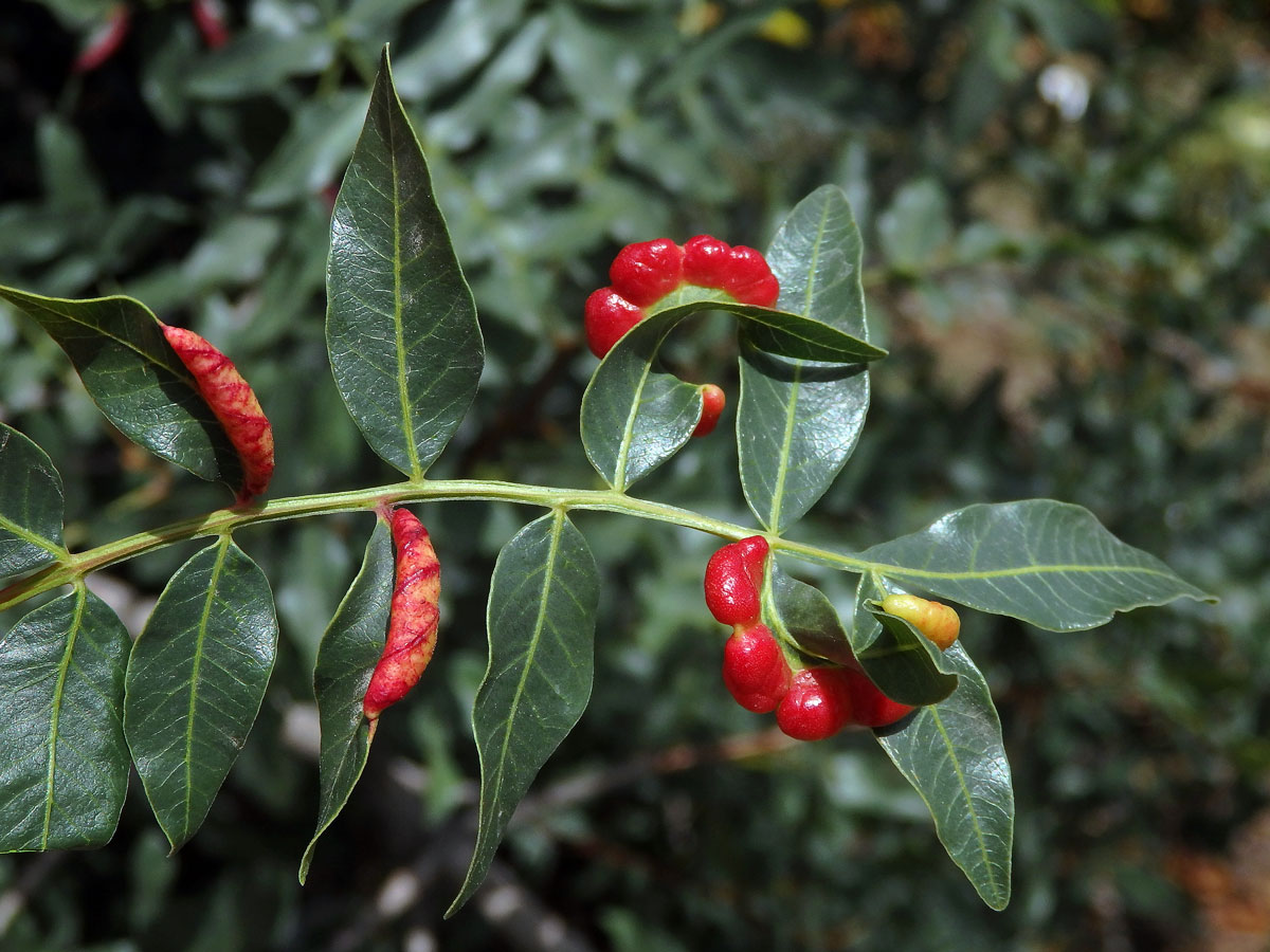 Hálky mšice Forda marginata na řečíku (Pistacia atlantica Desf.)