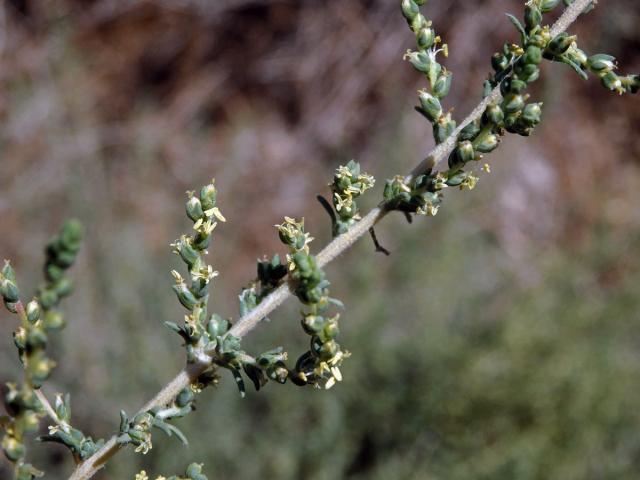 Slanobýl (Salsola vermiculata L.)