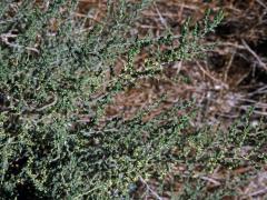 Slanobýl (Salsola vermiculata L.)