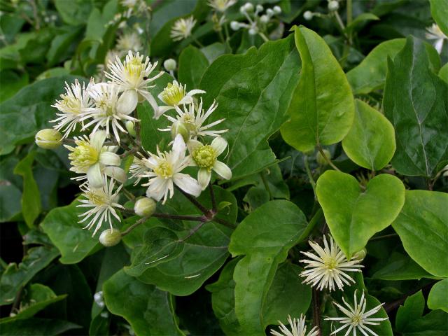 Plamének plotní (Clematis vitalba L.)