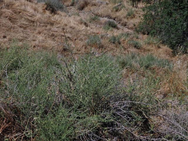 Slanobýl (Salsola vermiculata L.)