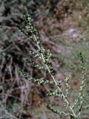 Slanobýl (Salsola vermiculata L.)