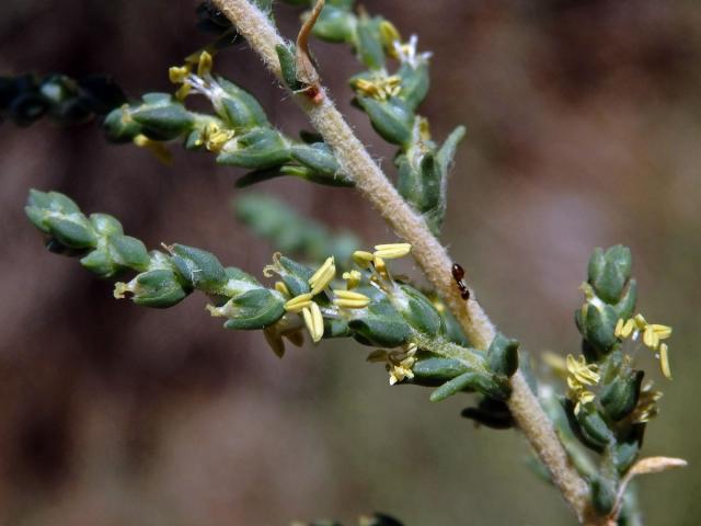 Slanobýl (Salsola vermiculata L.)