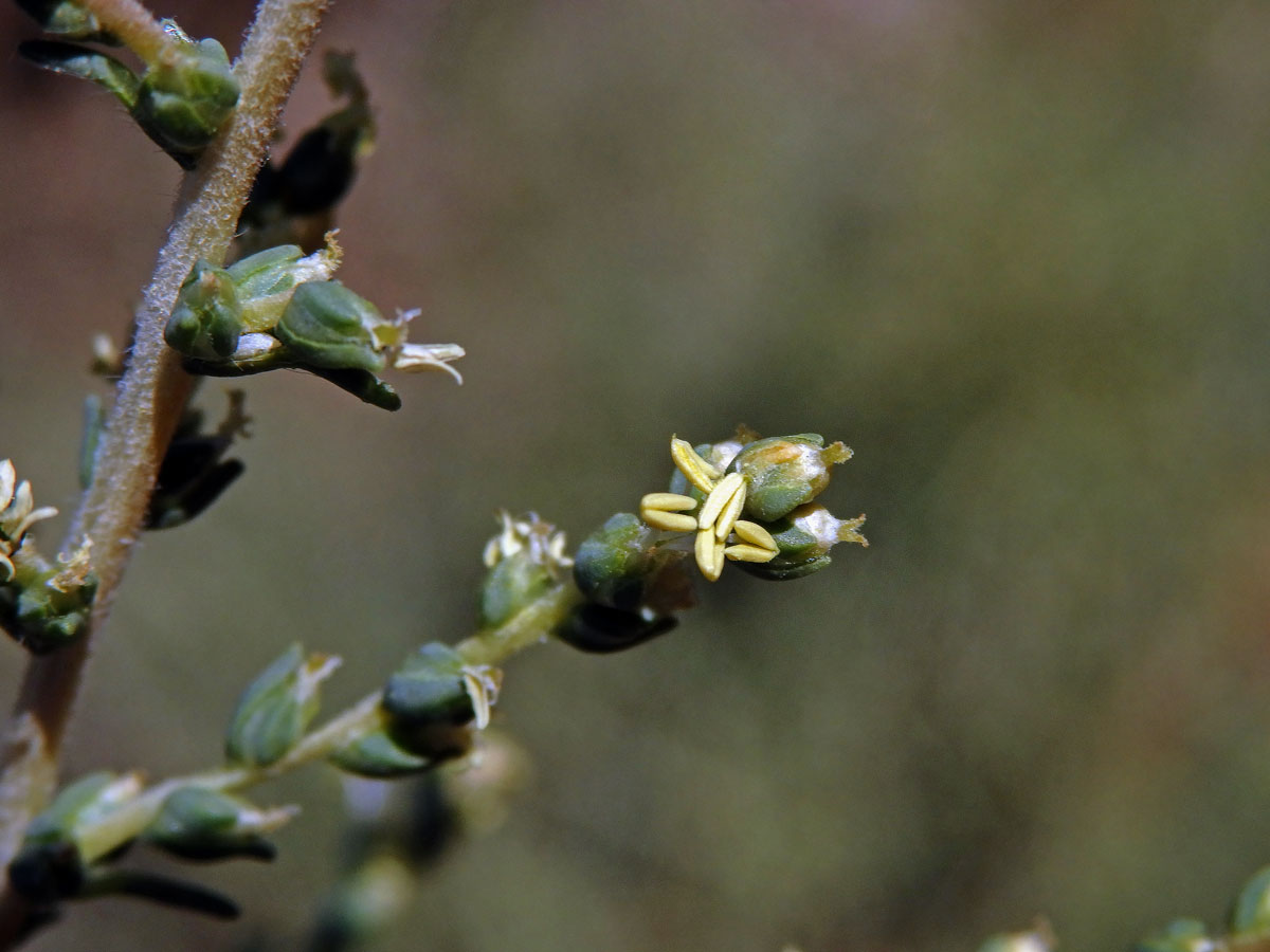 Slanobýl (Salsola vermiculata L.)