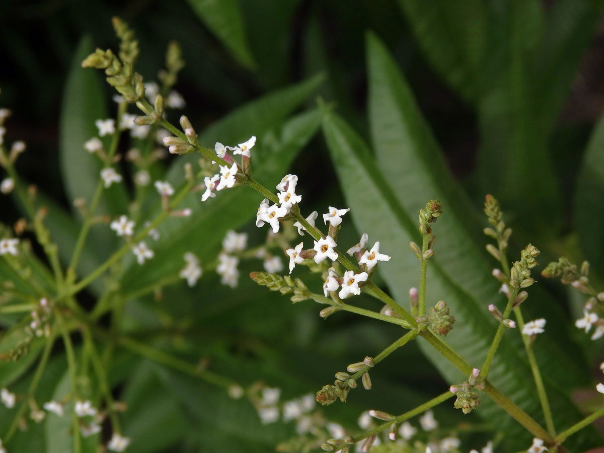 Aloisie citronová (Aloysia citriodora Palau)