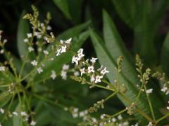 Aloisie citronová (Aloysia citriodora Palau)    