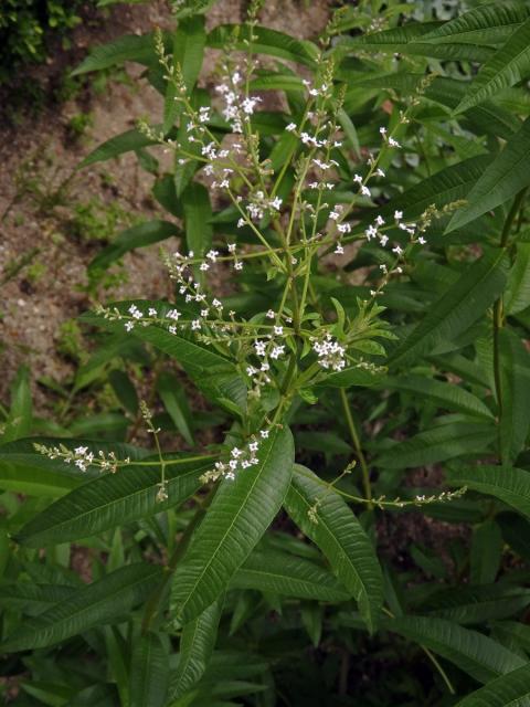 Aloisie citronová (Aloysia citriodora Palau)