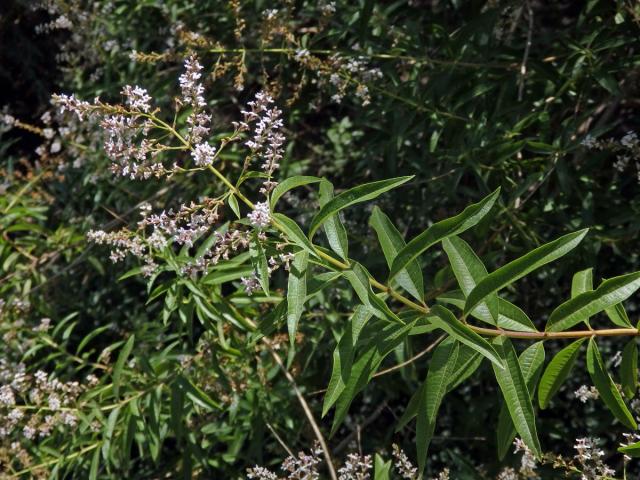 Aloisie citronová (Aloysia citriodora Palau)