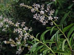 Aloisie citronová (Aloysia citriodora Palau)