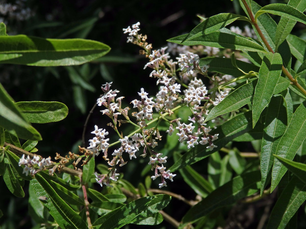 Aloisie citronová (Aloysia citriodora Palau)