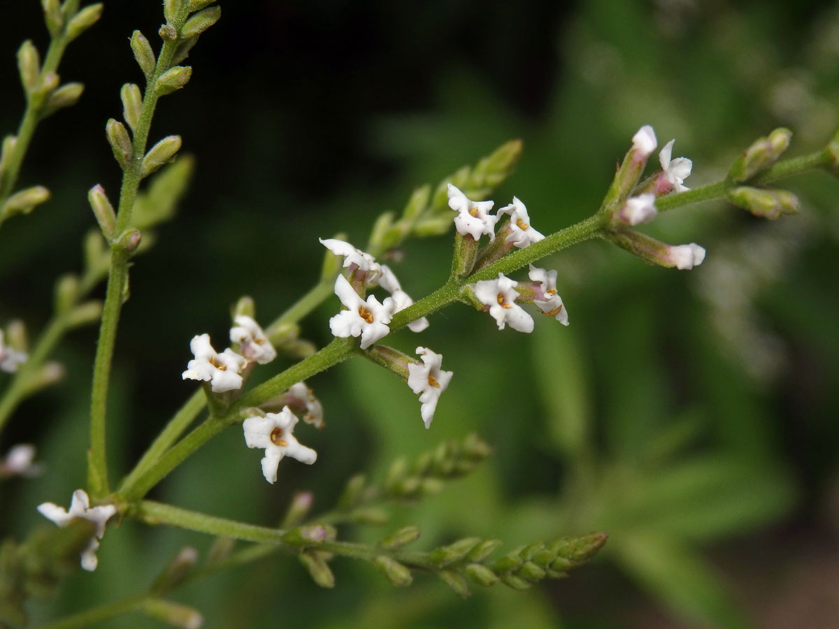 Aloisie citronová (Aloysia citriodora Palau)