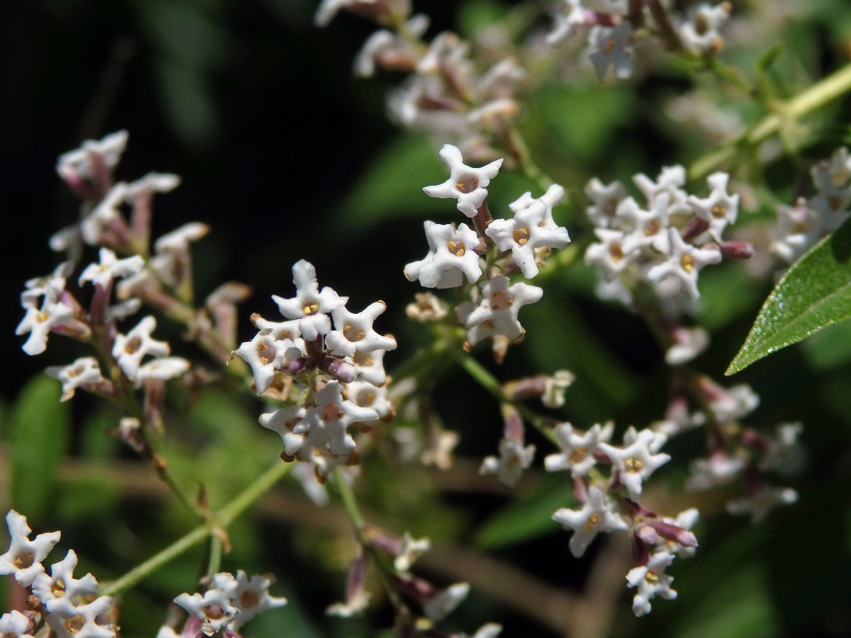 Aloisie citronová (Aloysia citriodora Palau)