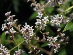 Aloisie citronová (Aloysia citriodora Palau)