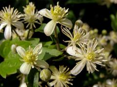 Plamének plotní (Clematis vitalba L.)