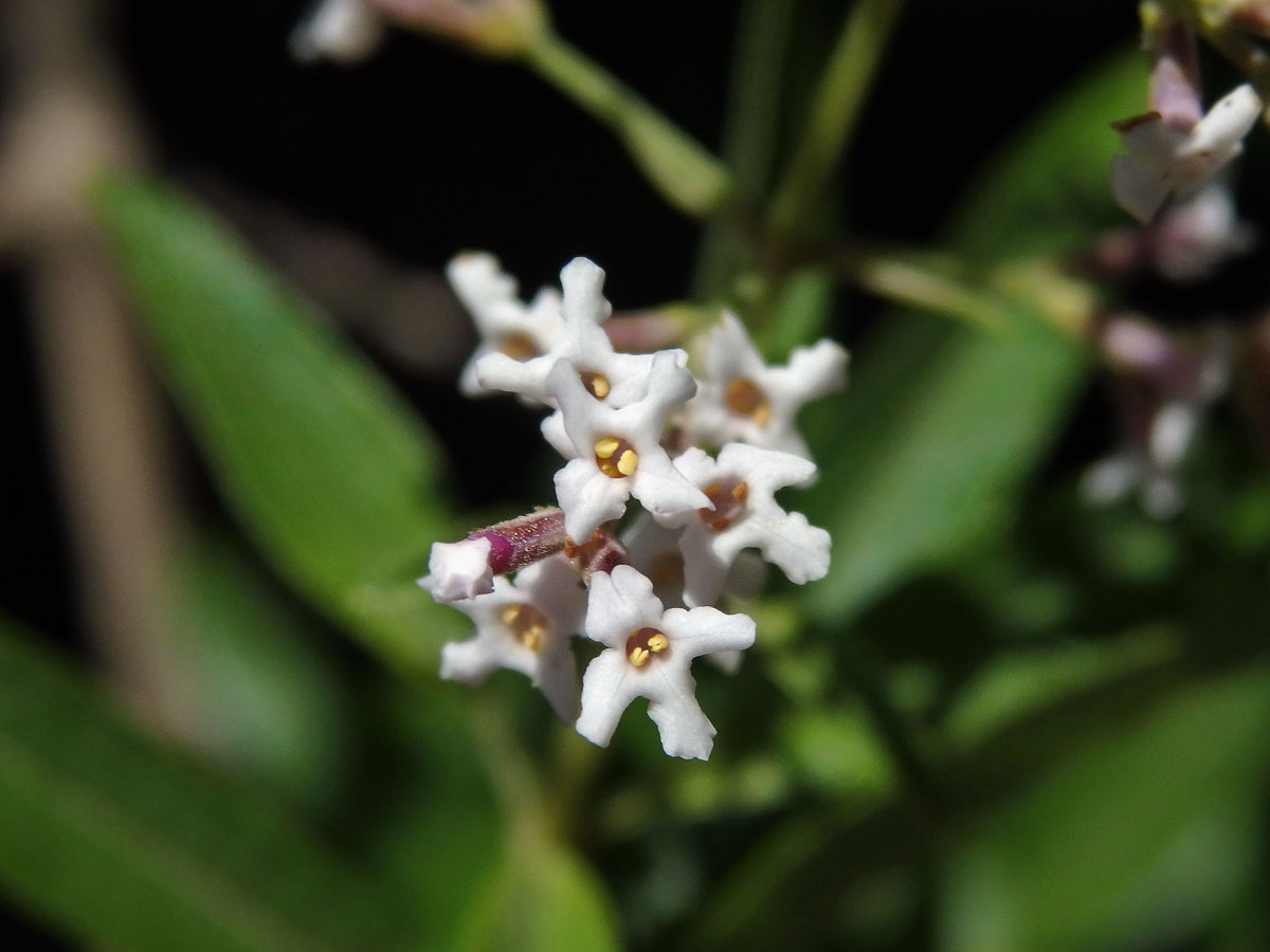 Aloisie citronová (Aloysia citriodora Palau)