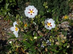 Cist ladanonosný (Cistus ladanifer L.)