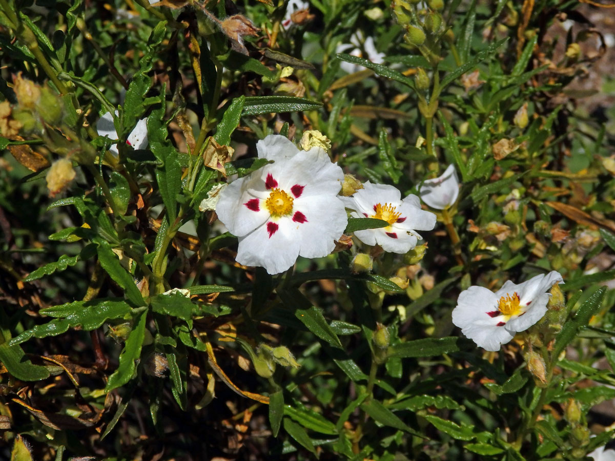 Cist ladanonosný (Cistus ladanifer L.)